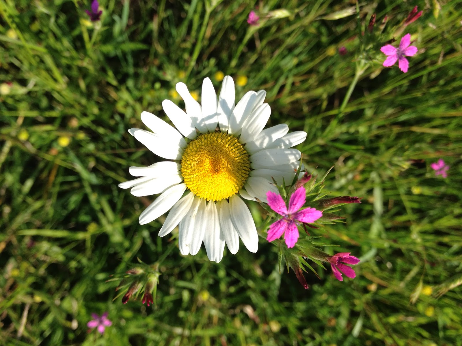 Daisy Weather