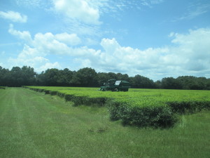 Tea Plantation