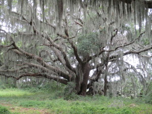 Live Oak with Spanish Moss