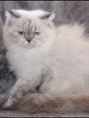 himalayan lynx cat