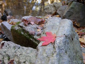 Almost perfect leaf