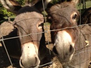 Donkeys