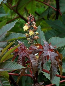 Castor oil plant