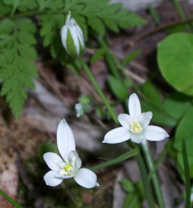 spring flower