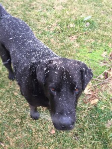 Oscar and snow1