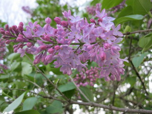 lilacs 