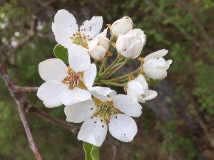 pear blossoms