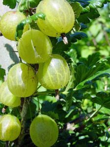 gooseberries