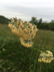 Grass seeds