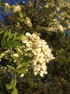 Locust blooms