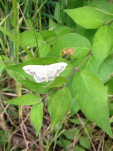 Lace butterfly