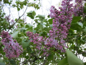 lilacs 001