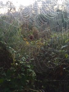 spiderweb