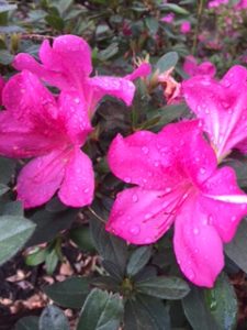 azaleas