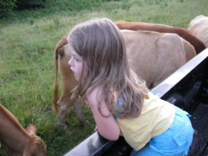 feeding the cows