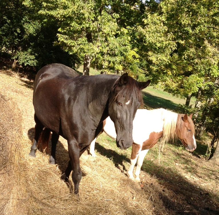 Have You Ever Named a Horse? | Ann H. Gabhart